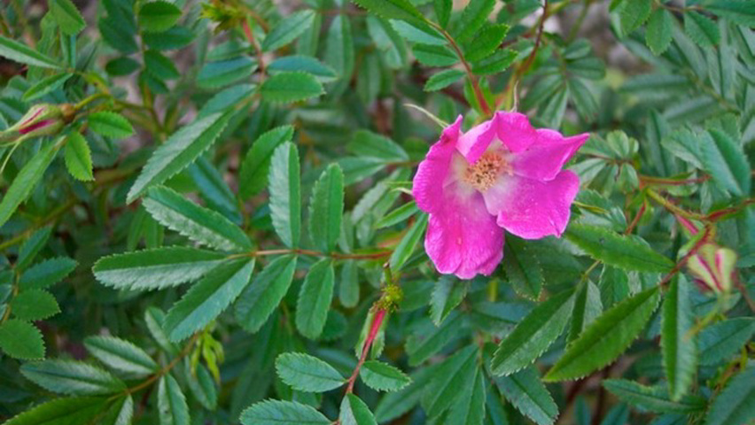 Rosa nitida bloem