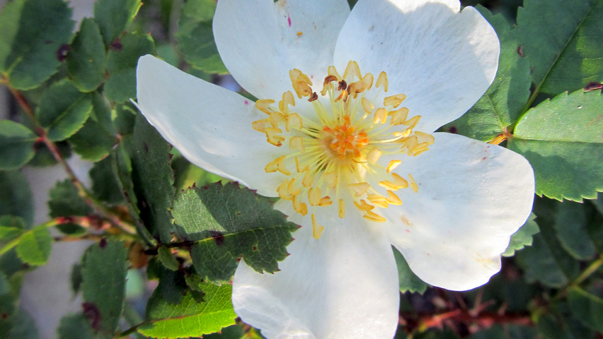 Rosa pimpinellifolia fleurs