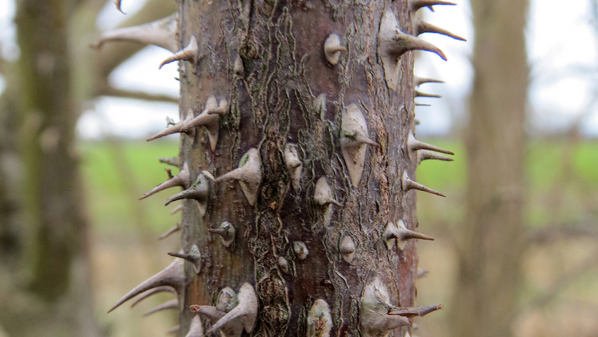 Rosa rubiginosa twijgen