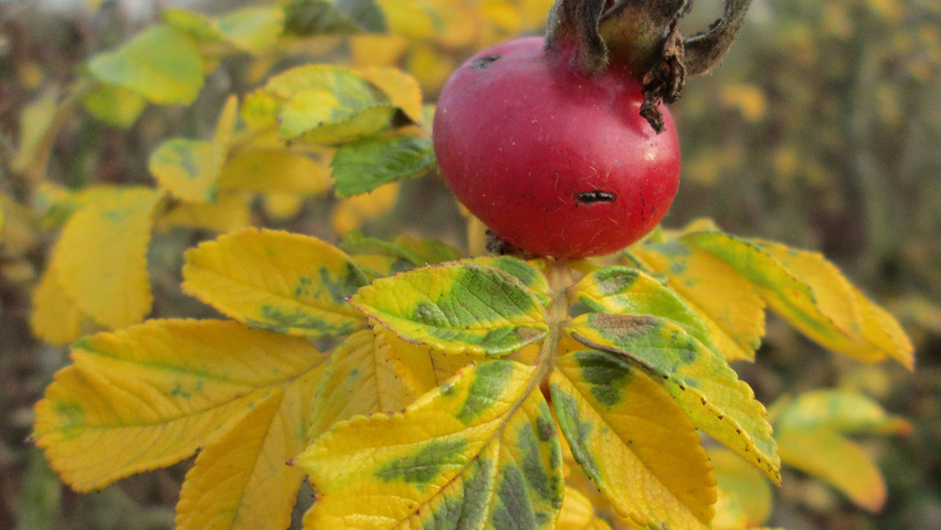 Rosa rugosa autumn leaves