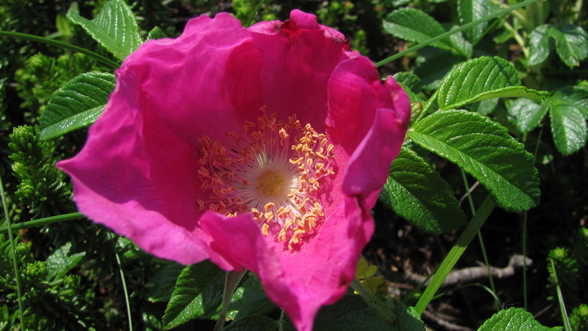 Rosa rugosa flowers
