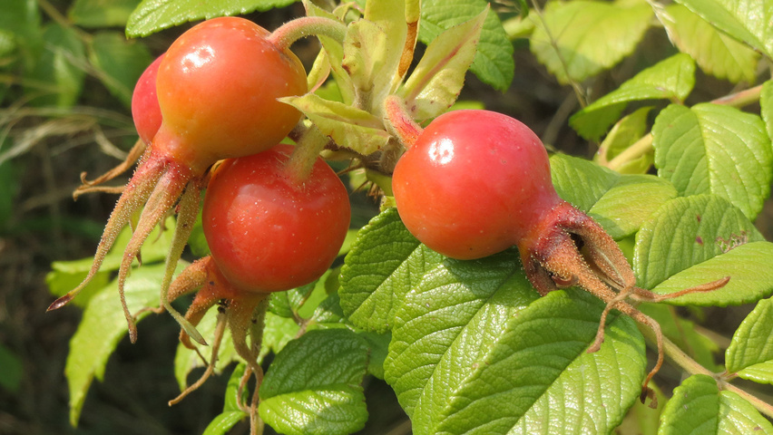 Rosa rugosa fruits