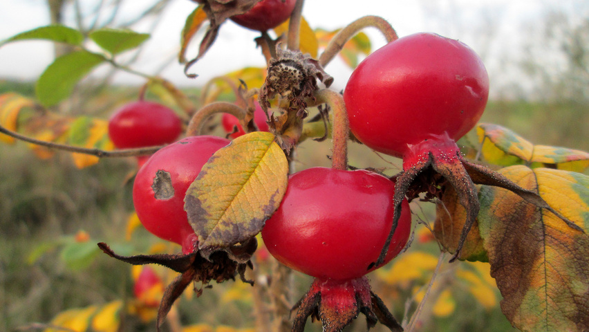 Rosa rugosa fruits