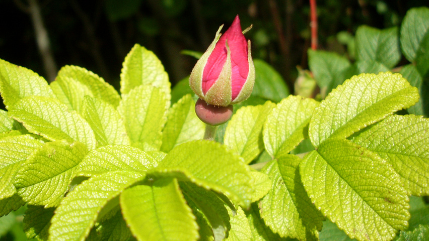 Rosa rugosa leaves
