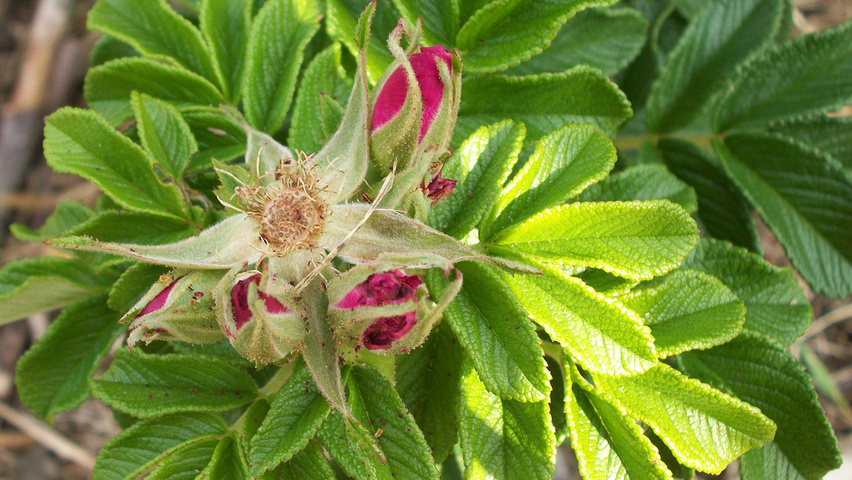 Rosa rugosa leaves
