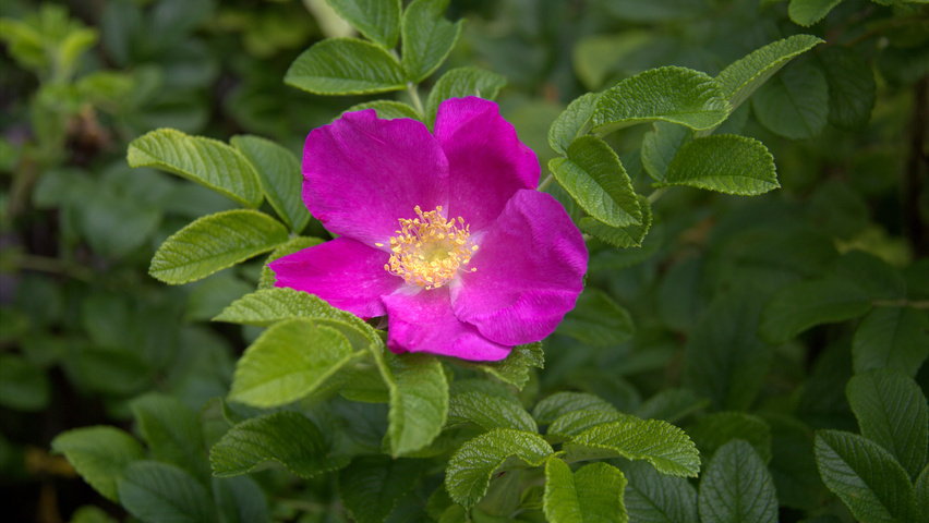 Rosa rugosa 'Rubra' flowers
