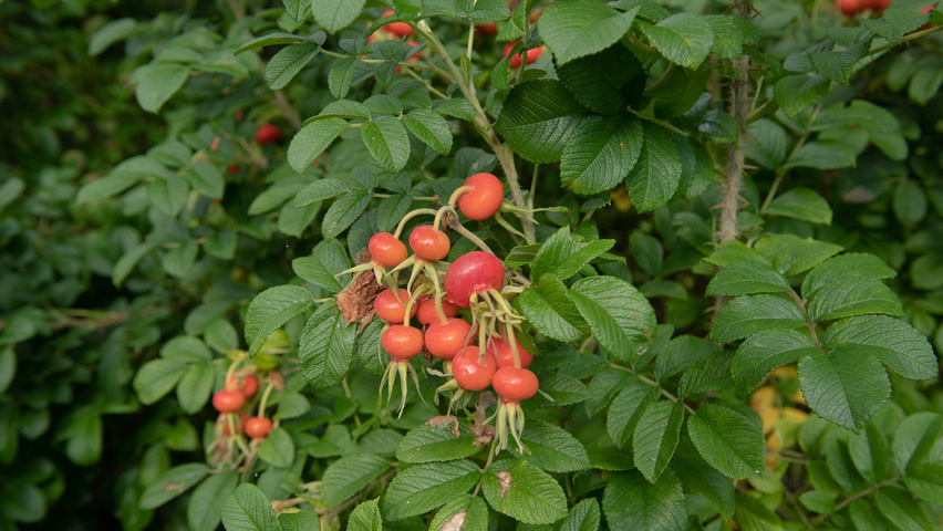 Rosa rugosa 'Rubra' fruits