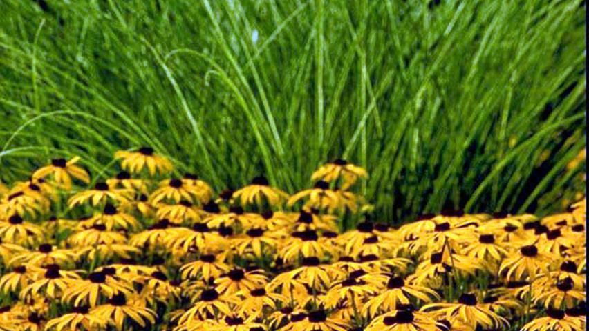 Rudbeckia fulgida 'Goldsturm' flowers