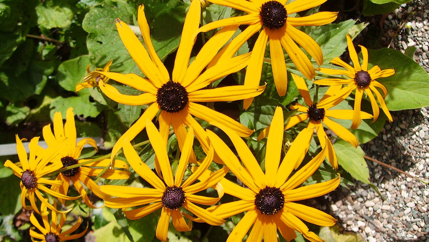 Rudbeckia fulgida 'Goldsturm' flowers