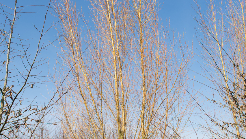 Salix alba 'Liempde' wielopniowy