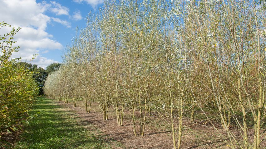 Salix alba 'Liempde' wielopniowy