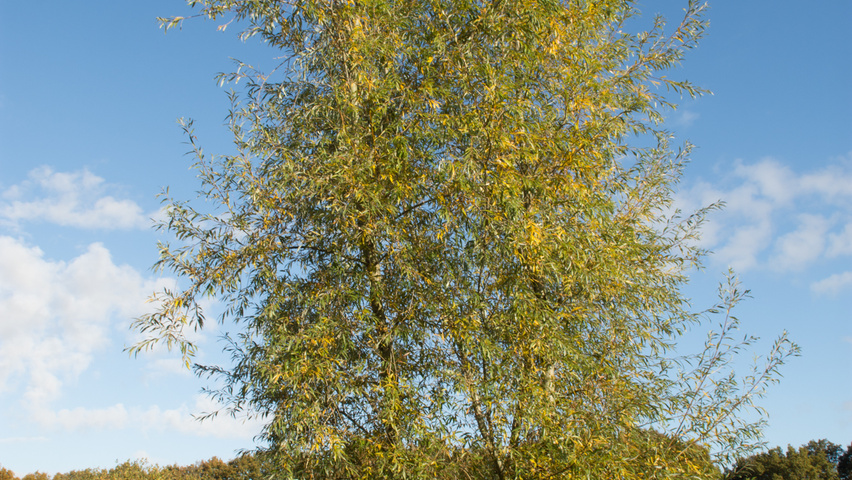 Salix alba 'Liempde' wielopniowy