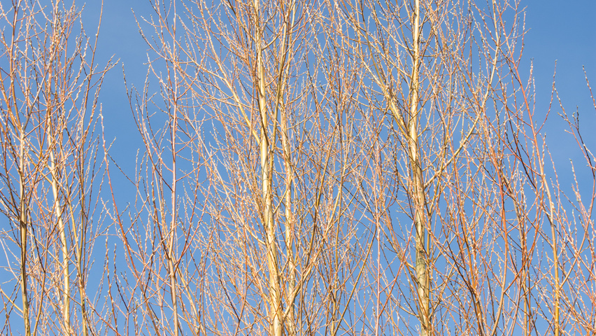 Salix alba 'Liempde' pędy