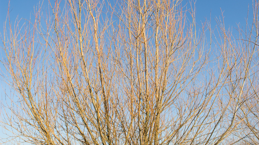 Salix alba 'Sericea' meerstammig