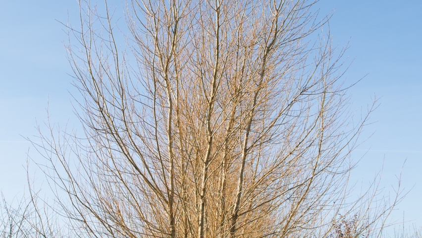 Salix alba 'Sericea' meerstammig
