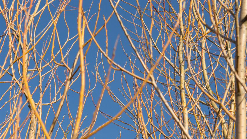 Salix alba 'Sericea' twijgen