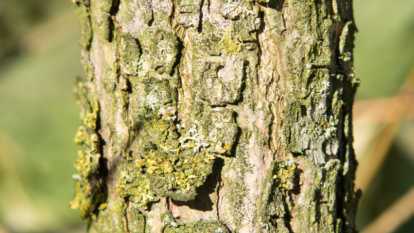 Salix fragilis 'Bullata' kora
