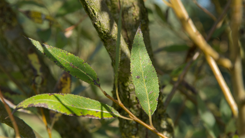 Salix fragilis 'Bullata' liście