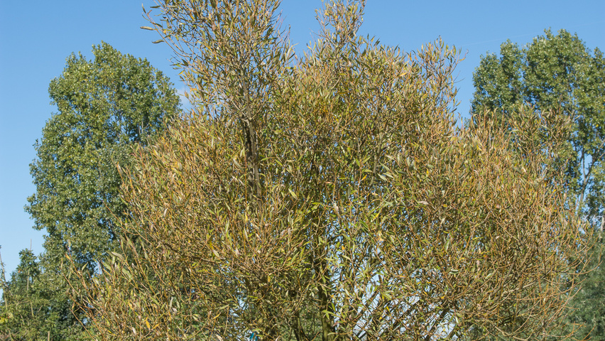Salix fragilis 'Bullata' wielopniowy
