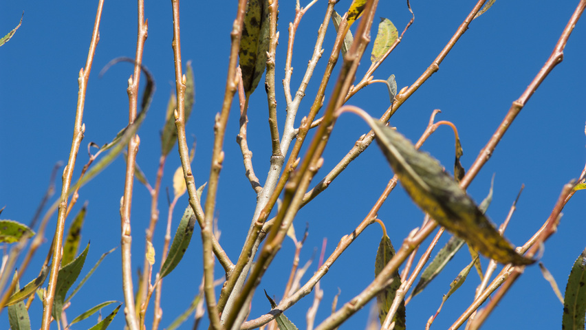 Salix fragilis 'Bullata' pędy