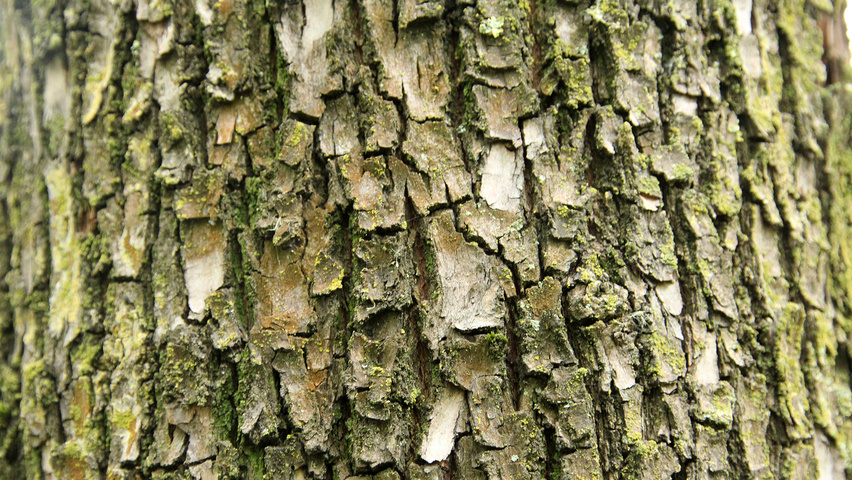Salix alba kora