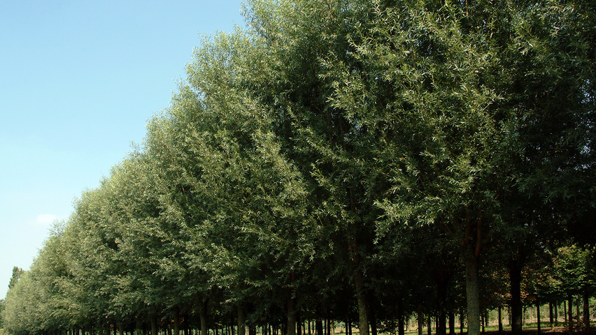 Salix alba 'Belders' hoogstam
