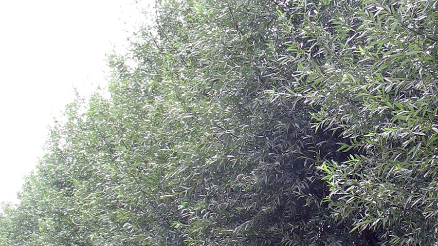 Salix alba 'Belders' hoogstam