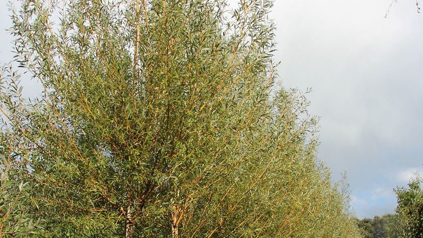 Salix alba 'Chermesina' haute tige