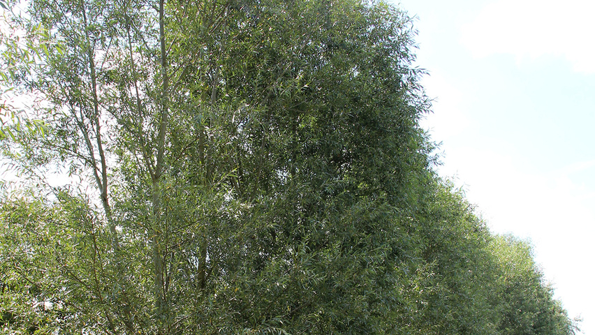 Salix alba 'Chermesina' multi-troncs