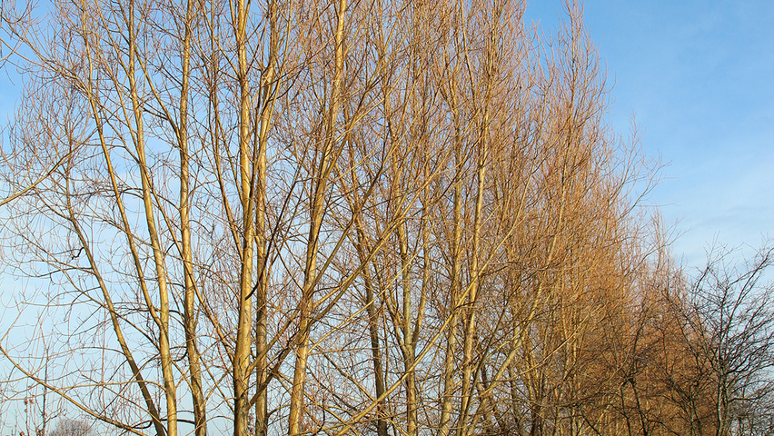 Salix alba 'Chermesina' multi-troncs