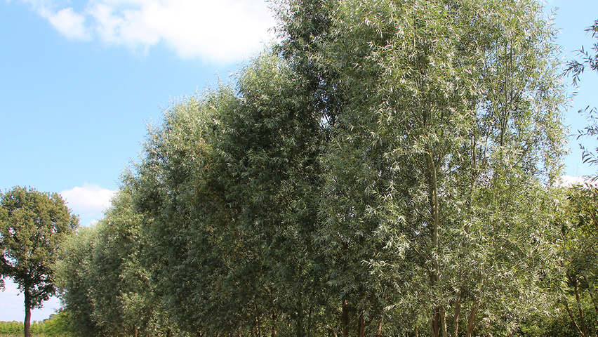 Salix alba 'Chermesina' multi-troncs