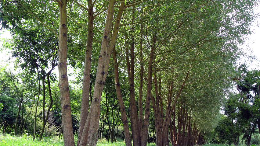 Salix alba 'Chermesina' multi-troncs