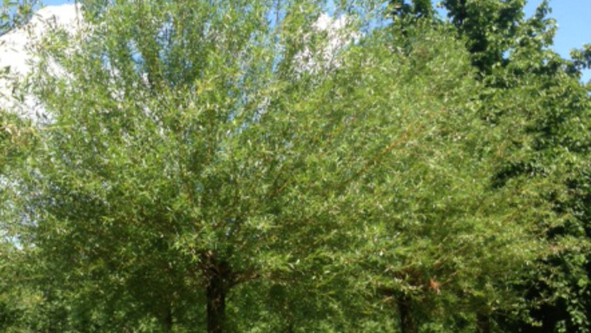 Salix alba 'Chermesina' têtard