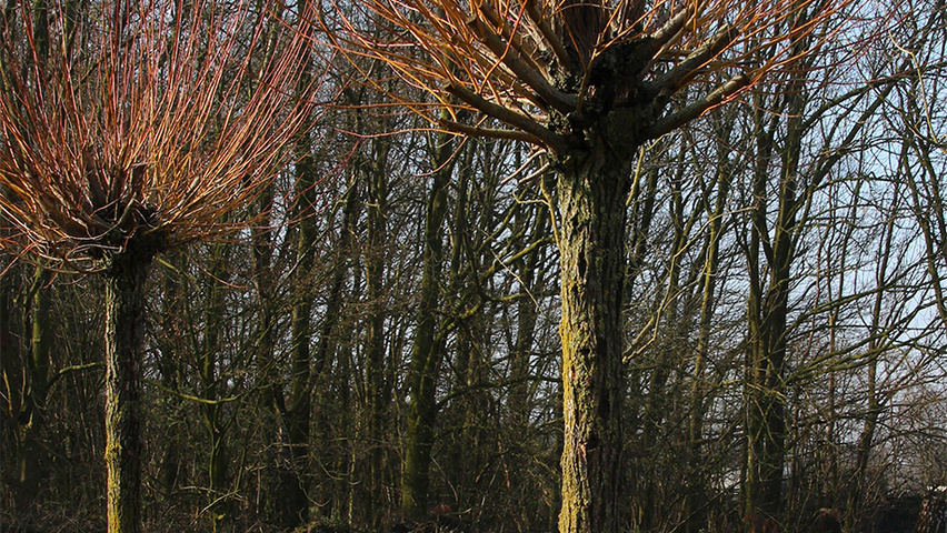 Salix alba 'Chermesina' têtard