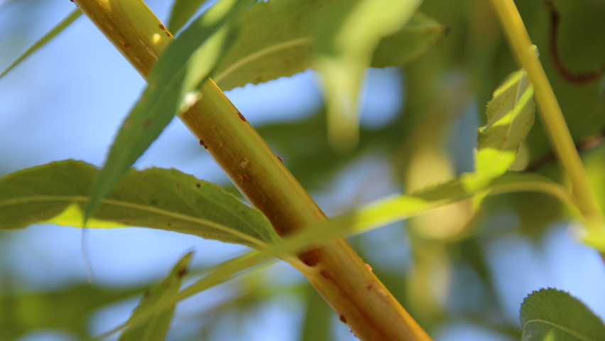 Salix alba 'Chermesina' rameaux