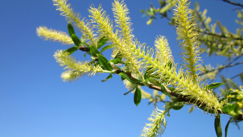 Salix alba kwiaty