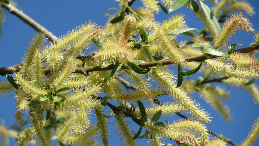 Salix alba kwiaty