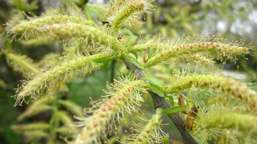Salix alba kwiaty