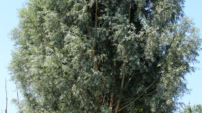 Salix alba pienne