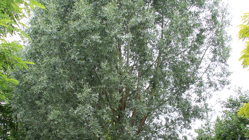Salix alba | TreeEbb | Online bomenzoektool | Boomkwekerij Ebben