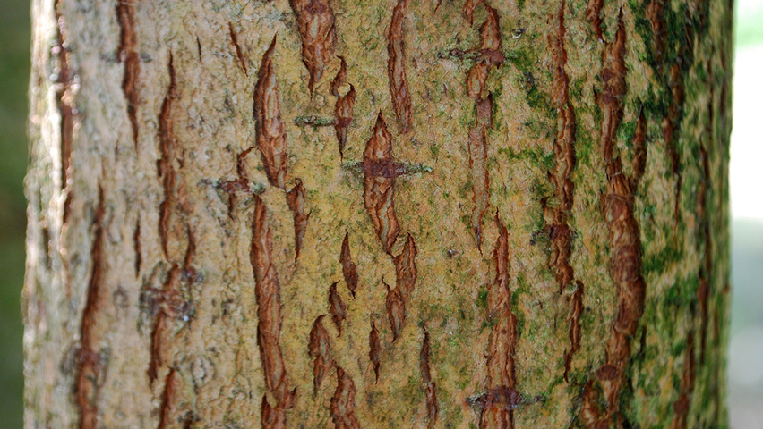 Salix alba 'Liempde' kora