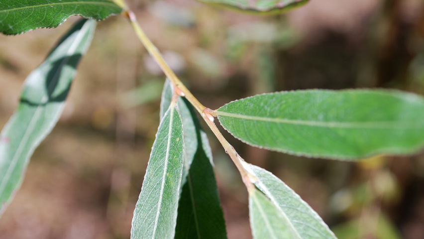 Salix alba 'Liempde' liście