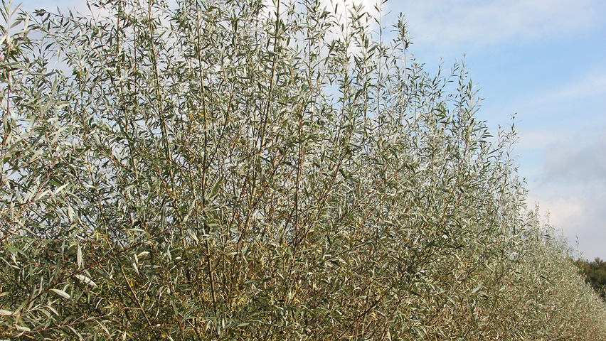 Salix alba 'Liempde' wielopniowy