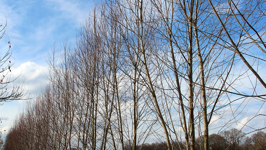 Salix alba 'Liempde' wielopniowy