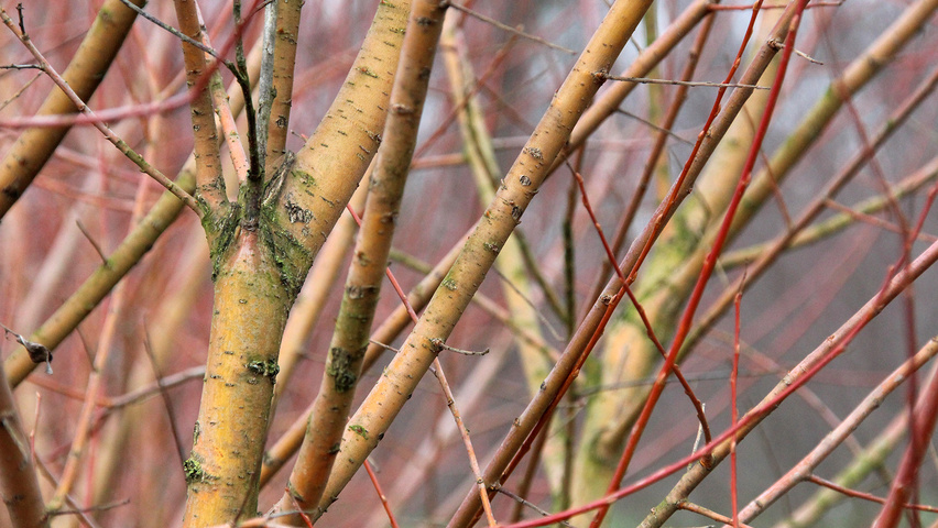 Salix alba 'Liempde' pędy