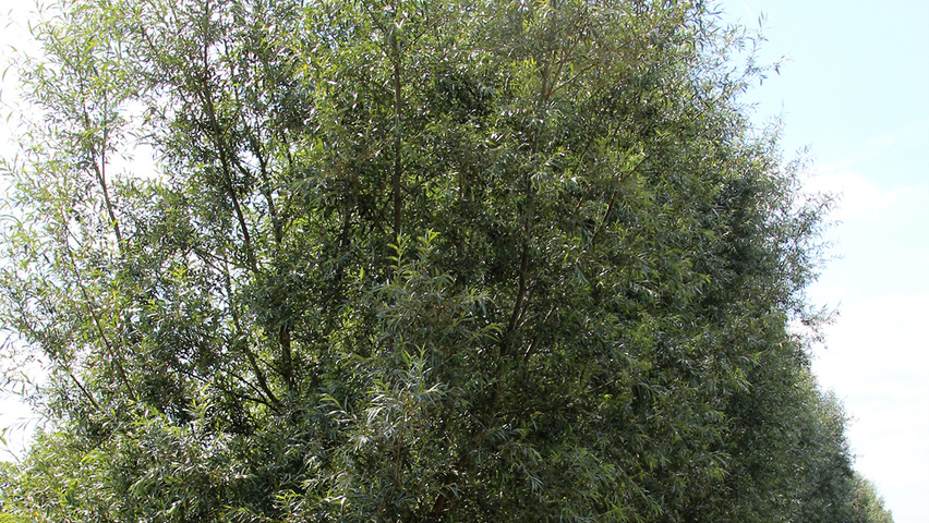 Salix alba wielopniowy