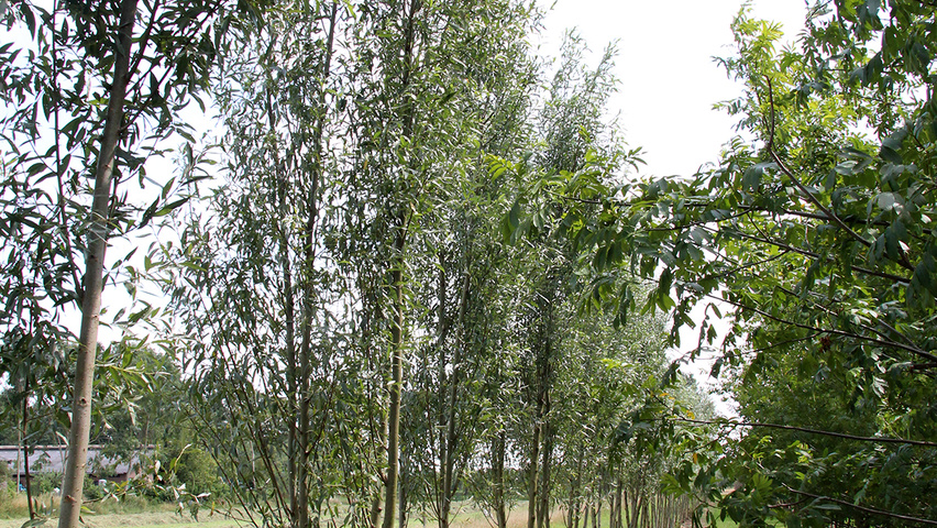 Salix alba wielopniowy