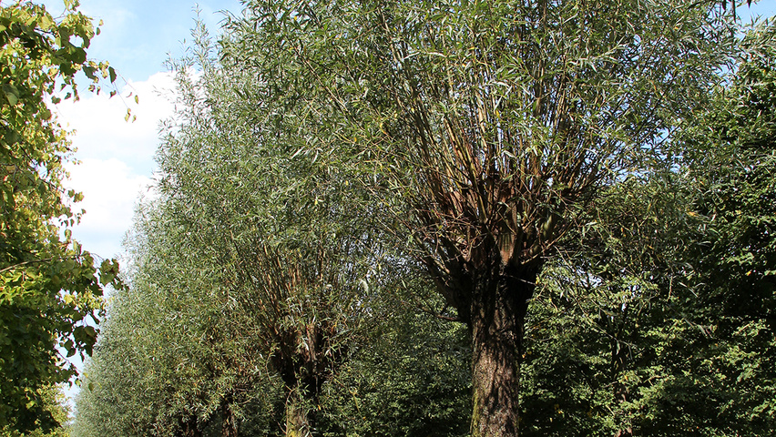 Salix alba ogłowiony