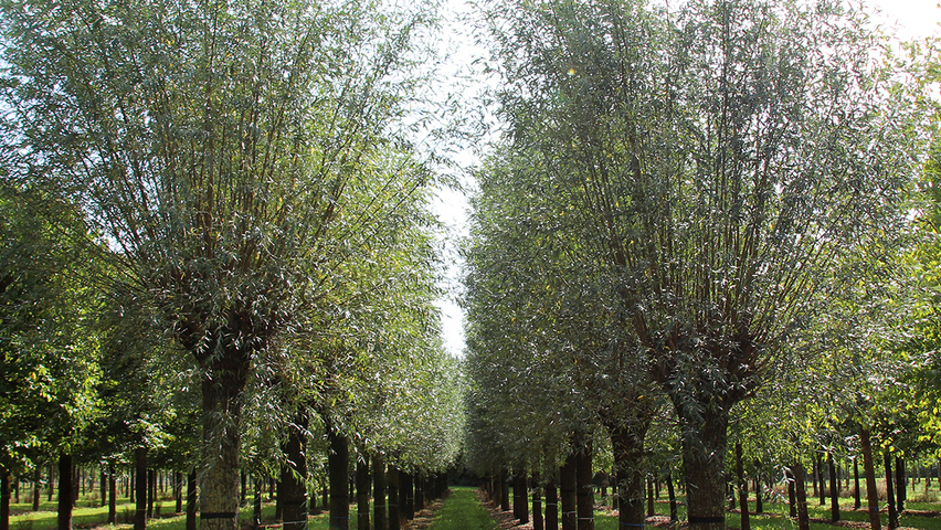 Salix alba ogłowiony