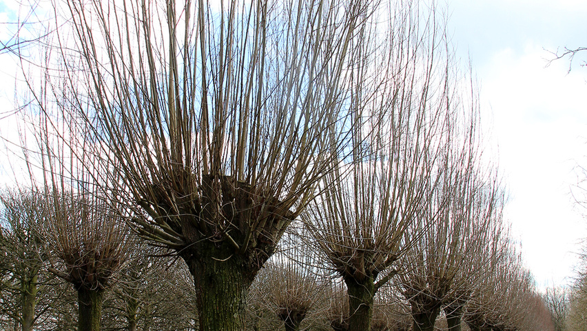 Salix alba ogłowiony